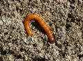 Agriotes brevis